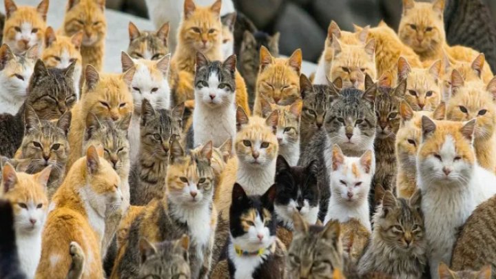 Dünyada Neçə Pişik Var? Hesablamalar Aparılıb