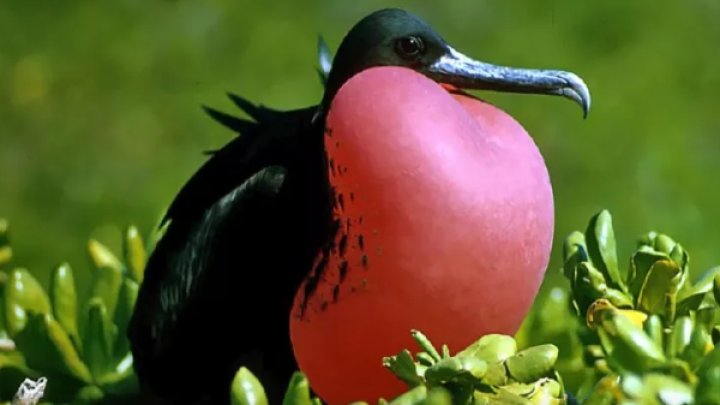 Uçarkən Yuxuya Gedən Quşlar: Freqatların Sirri Nədir?