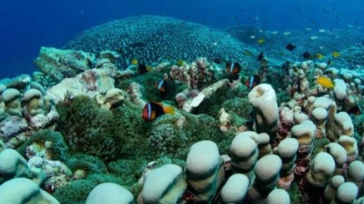 şok! Sakit Okeanda 4000 Kv.m Süngər Koloniyası Tapıldı!