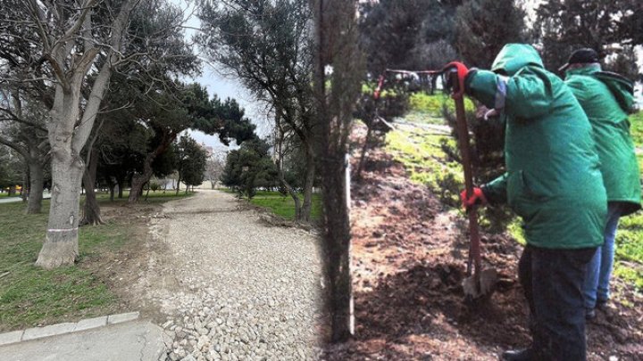 Bakıda "zorge" Parkında Ağaclar Arasından Yeni Yol çəkildi? - şok