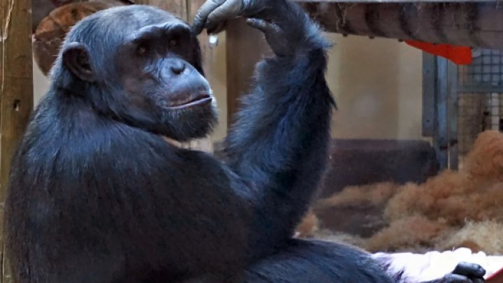 şimpanzelərin Kristallara Marağı: Qədim İnsanların Seçimi Nədən İbarət?