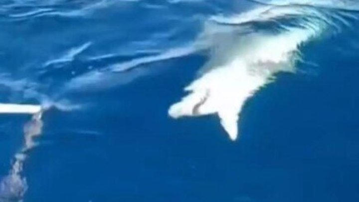 Təcrübəsiz Balıqçının Tilovuna Köpəkbalığı Düşdü Təcrübəsiz Balıqçının Tilovuna Köpəkbalığı Düşdü