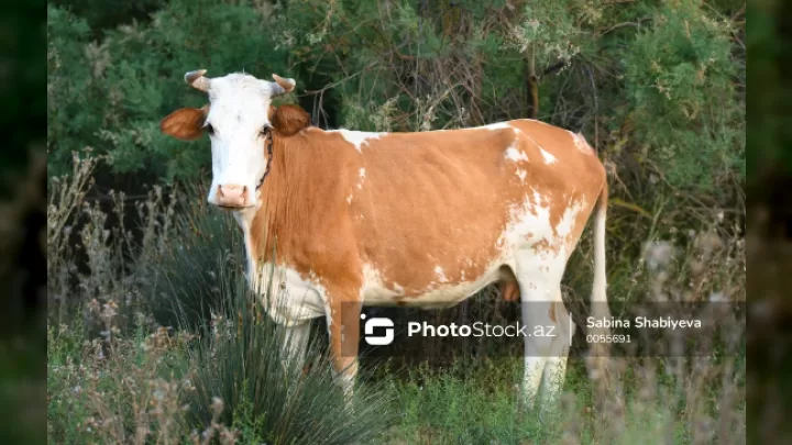 öd Daşı ‘unsiya’: Heyvan Orqanizmində Tapılan 9800 Manatlıq Xəzinə