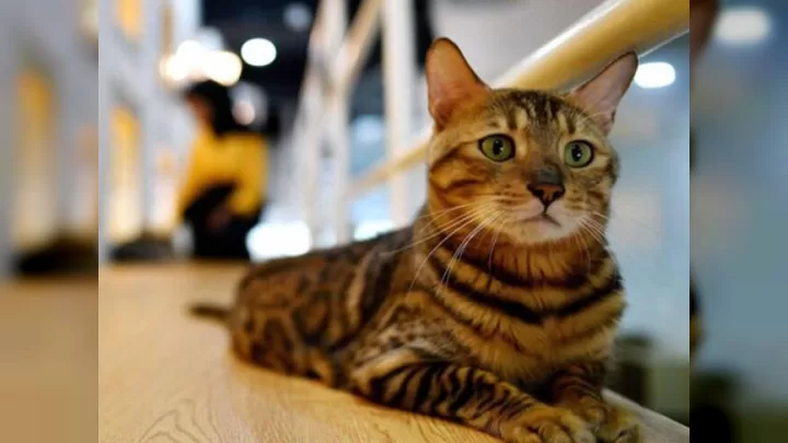 Pişiklərin Sirli Dünyası: Onlar Bizim Görmədiyimiz Nəyi Görürlər?