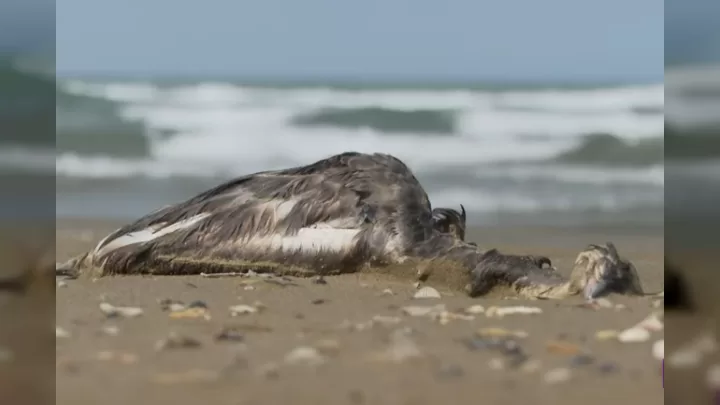 Xəzər Sahilində Kütləvi Quş ölümü: Səbəblər Nədir? – şok Vi̇deo