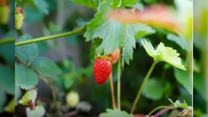çiyələk Və Sarımsaq: Birlikdə əkəndə Nələr Baş Verir?
