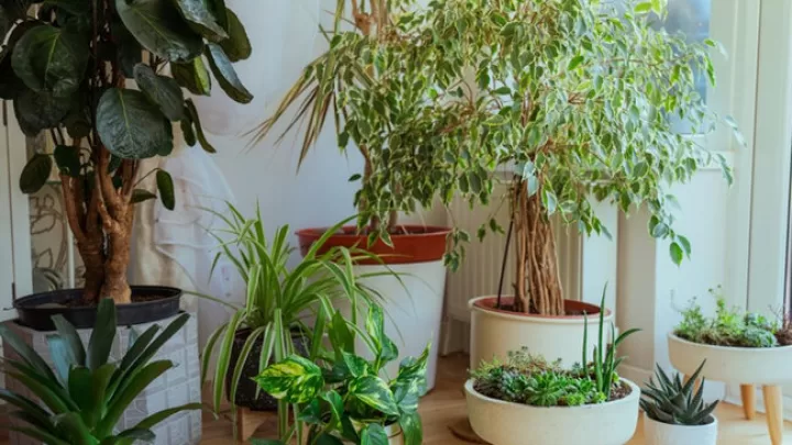Ev Bitkiləri Ilə Istini Azaldın: Havanı Təbii Təmizləmə üsulu