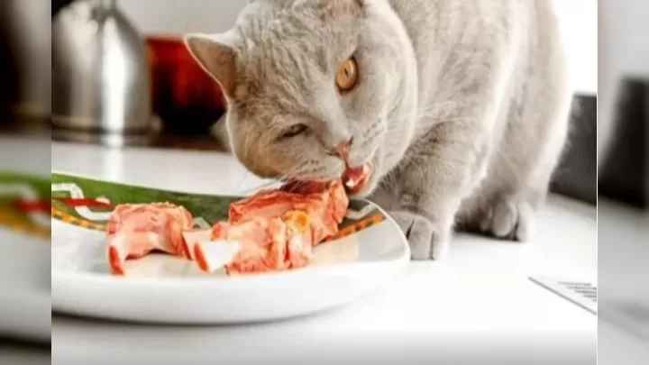 Pişiyiniz üçün Qadağan Siyahı: Hansı Qidalar Təhlükəlidir?