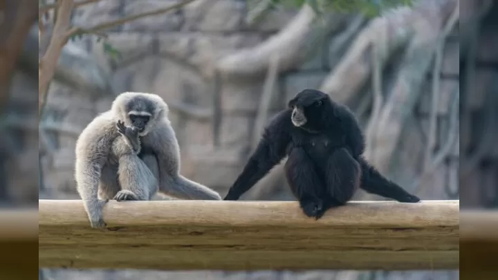 İnsanları Keçən 8 Ağıllı Primat: Zəka Yarışında öndə Gedənlər