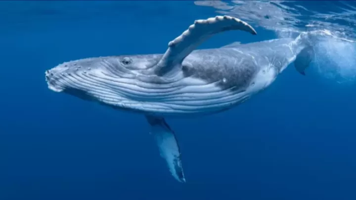Qrenlandiya Balinaları: Gənclik Iksiri Və Insan ömrünün Uzadılması Sirri